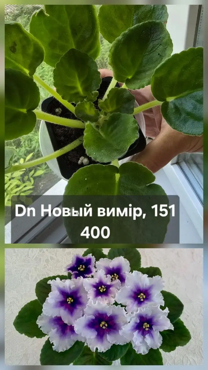 Продажа комнатных растений - Растения (Для дома и дачи) в Донецк