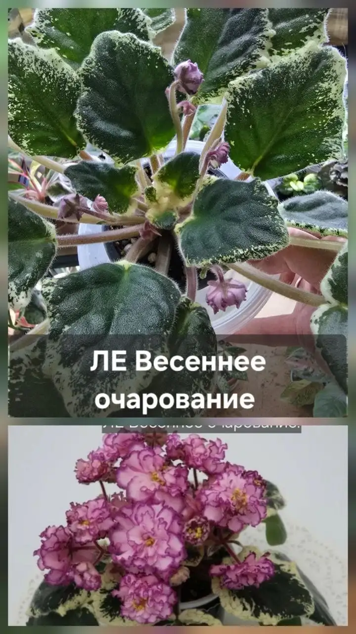 Продажа комнатных растений - Растения (Для дома и дачи) в Донецк
