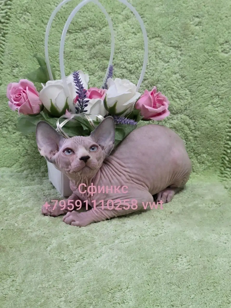 Продажа котят вислоухих, прямоухих, сфинксов и эльфов - Кошки (Животные) в Луганск