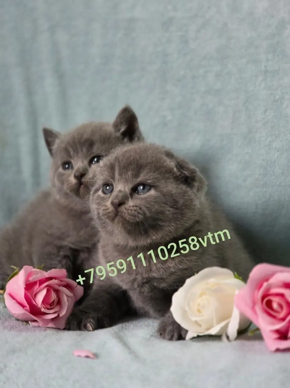 Продажа котят вислоухих, прямоухих, сфинксов и эльфов - Кошки (Животные) в Луганск