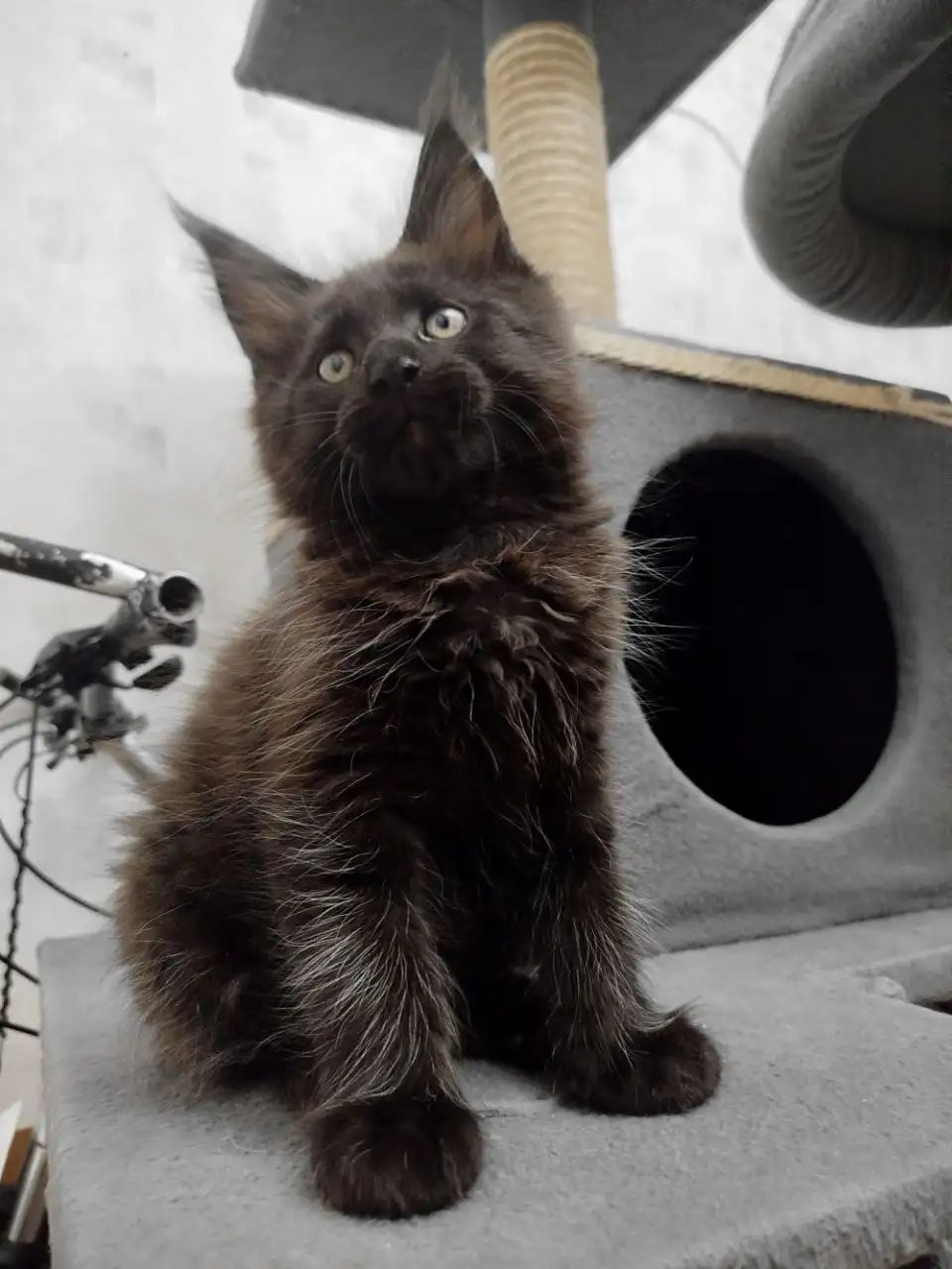 Котята мейн-кун из питомника - Кошки (Животные) в Донецк