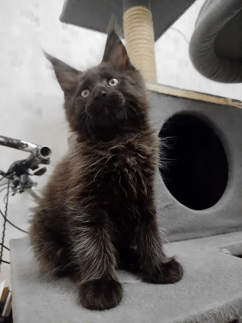 Котята мейн-кун из питомника - Животные в Донецк