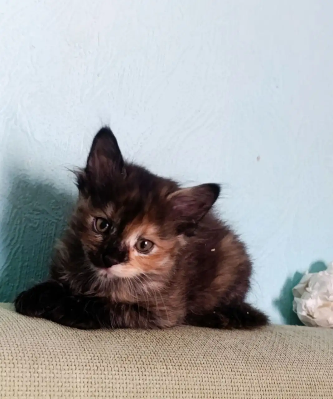 Кошечка 3,5 месяца ищет родителей - Кошки (Животные) в Волноваха