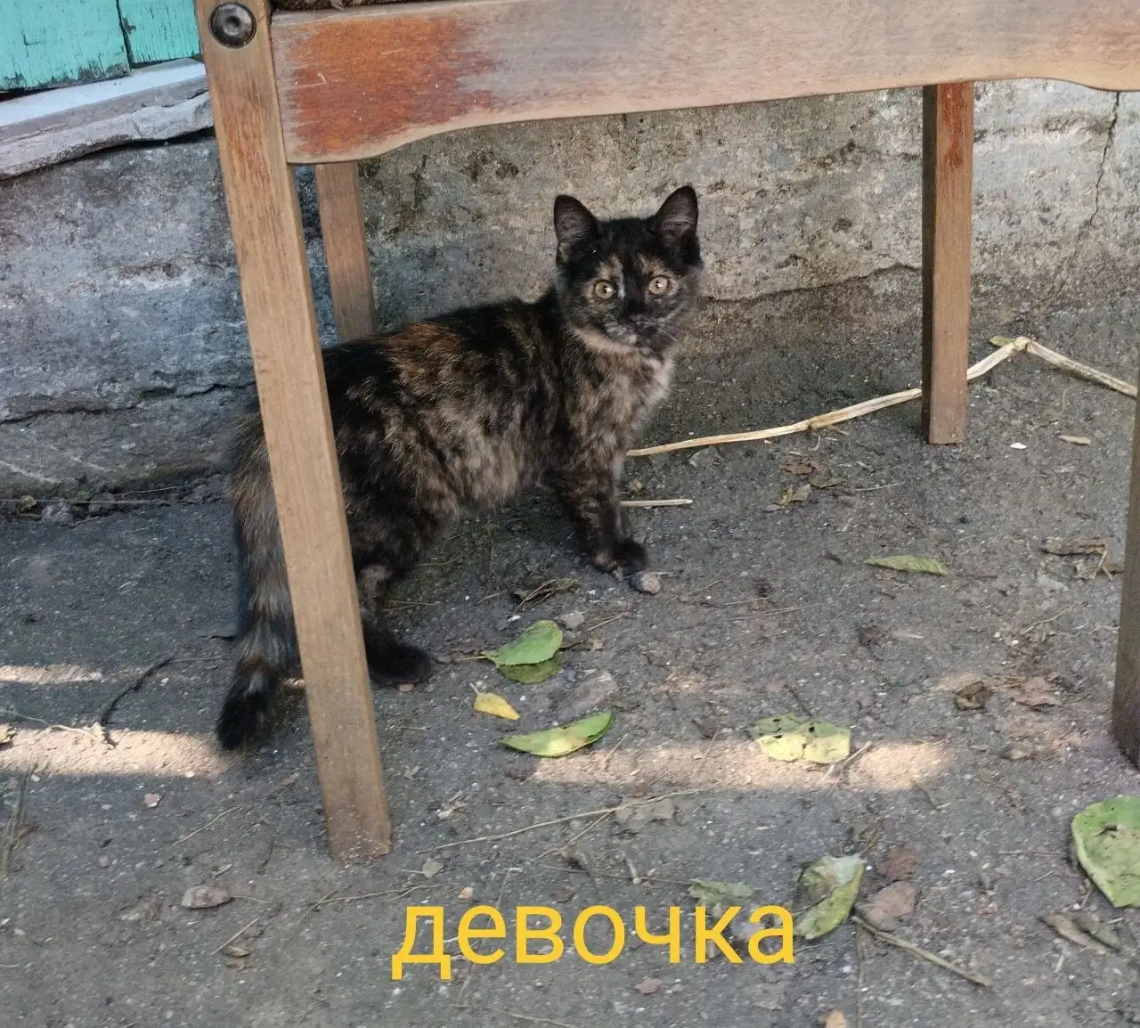 Котят и кошек ищут новые хозяева - Кошки (Животные) в Донецк