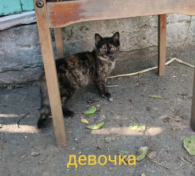 Котят и кошек ищут новые хозяева - частное объявление в Донецк