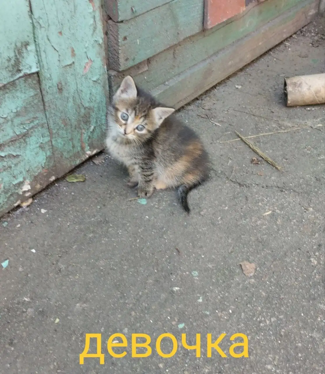 Котят и кошек ищут новые хозяева - Кошки (Животные) в Донецк