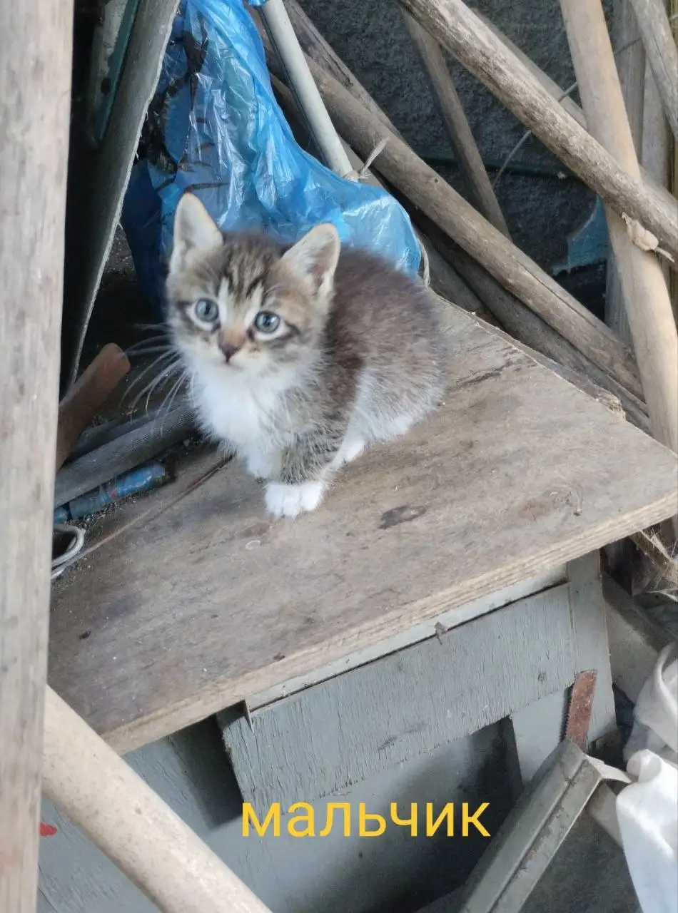 Котят и кошек ищут новые хозяева - Кошки (Животные) в Донецк
