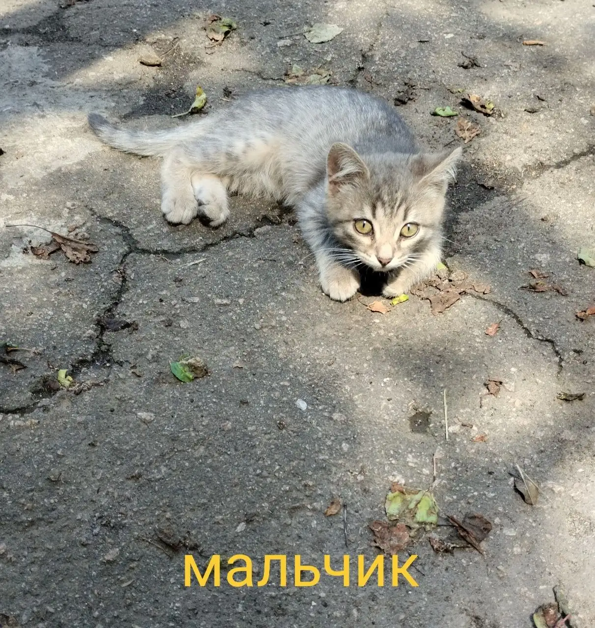 Котят и кошек ищут новые хозяева - Кошки (Животные) в Донецк