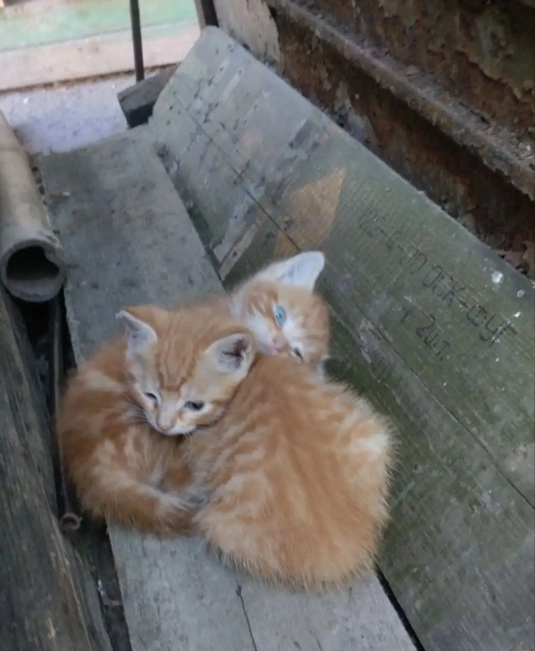 Котят и кошек ищут новые хозяева - Кошки (Животные) в Донецк