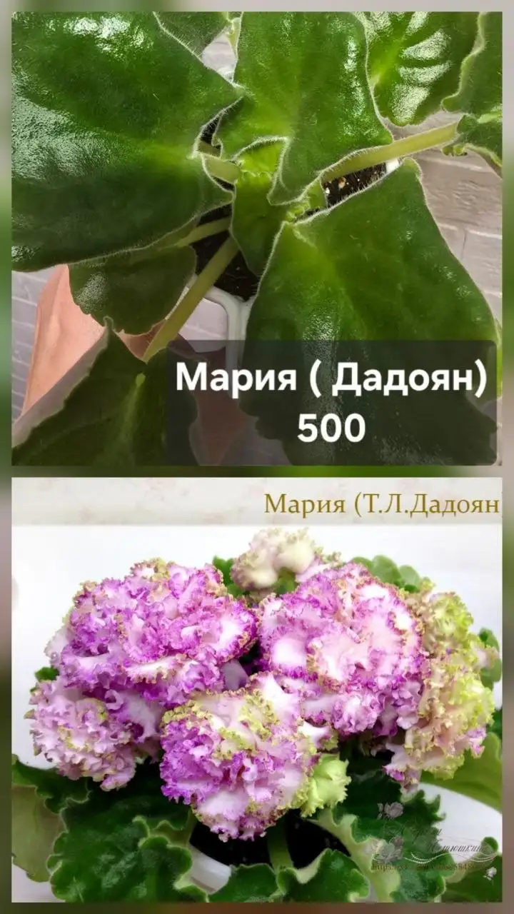 Продажа фиалок и растений - Растения (Хобби и отдых) в Донецк