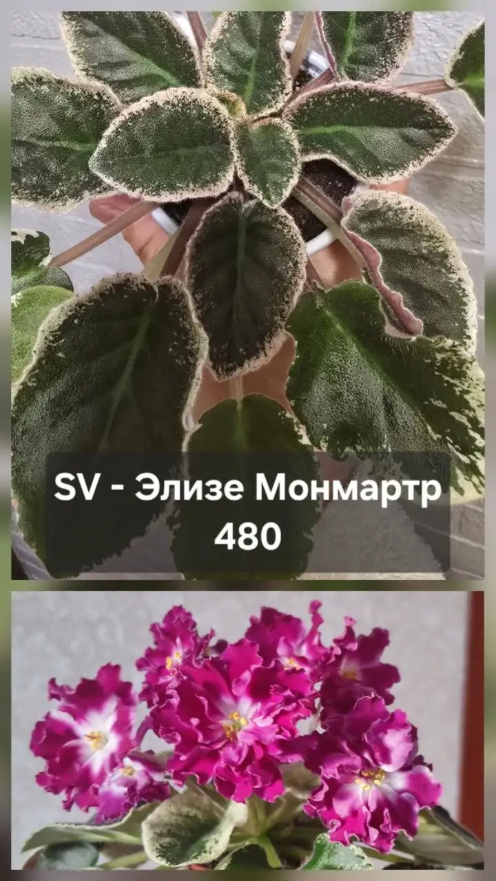 Продажа фиалок и растений - Растения (Хобби и отдых) в Донецк