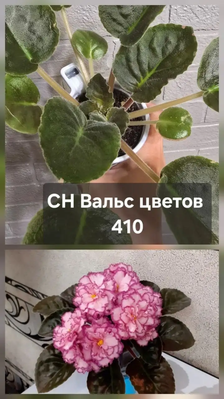 Продажа фиалок и растений - Растения (Хобби и отдых) в Донецк