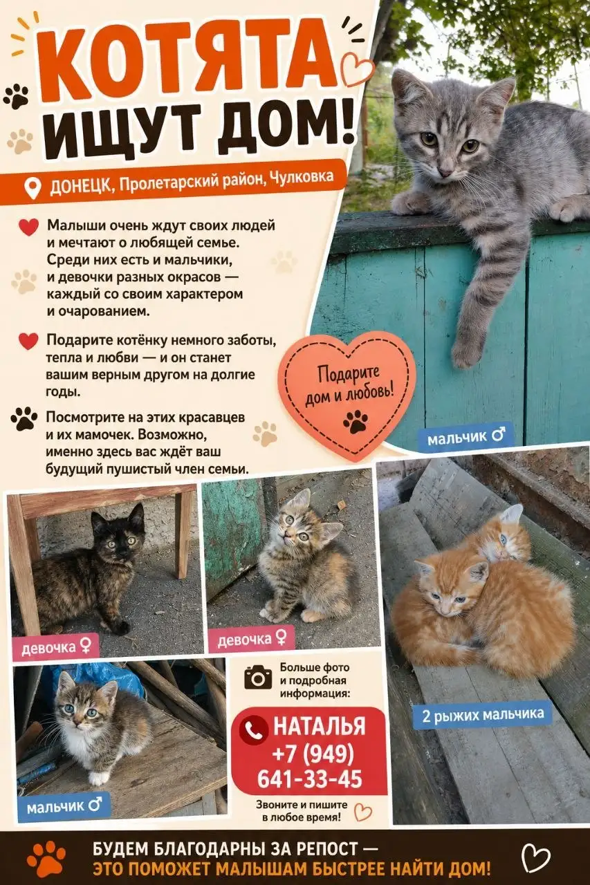 Котята ищут дом - Кошки (Животные) в Донецк