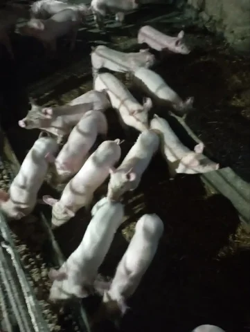 Продам поросят мясной породы - Кошки в Волноваха