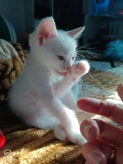 Отдам бесплатно котёнка от турецкой ангорки - Животные в Донецк