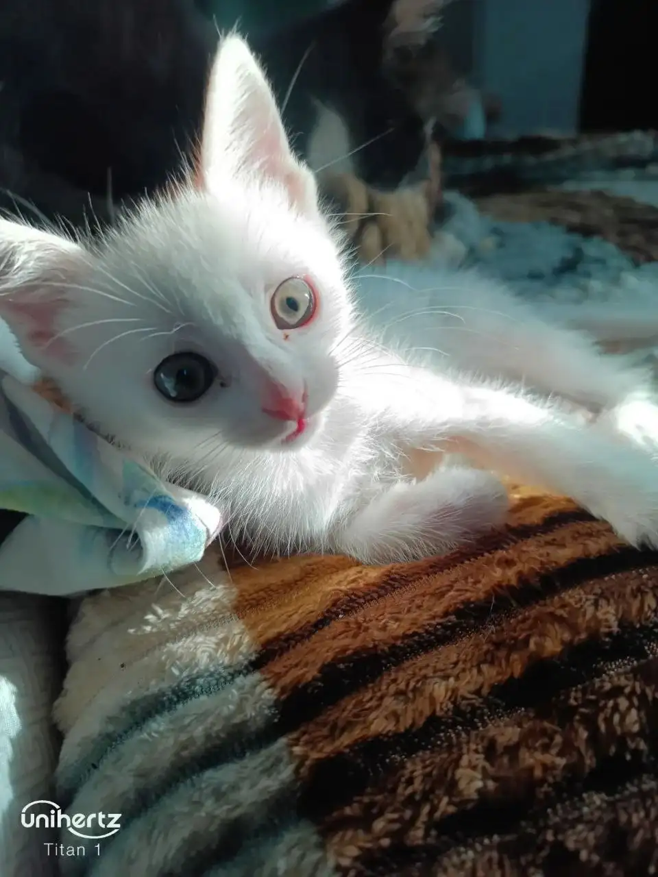 Отдам бесплатно котёнка от турецкой ангорки - Кошки (Животные) в Донецк