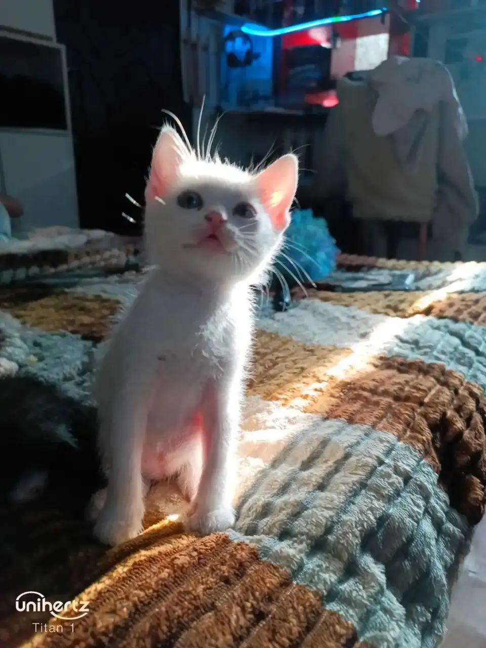 Отдам бесплатно котёнка от турецкой ангорки - Кошки (Животные) в Донецк