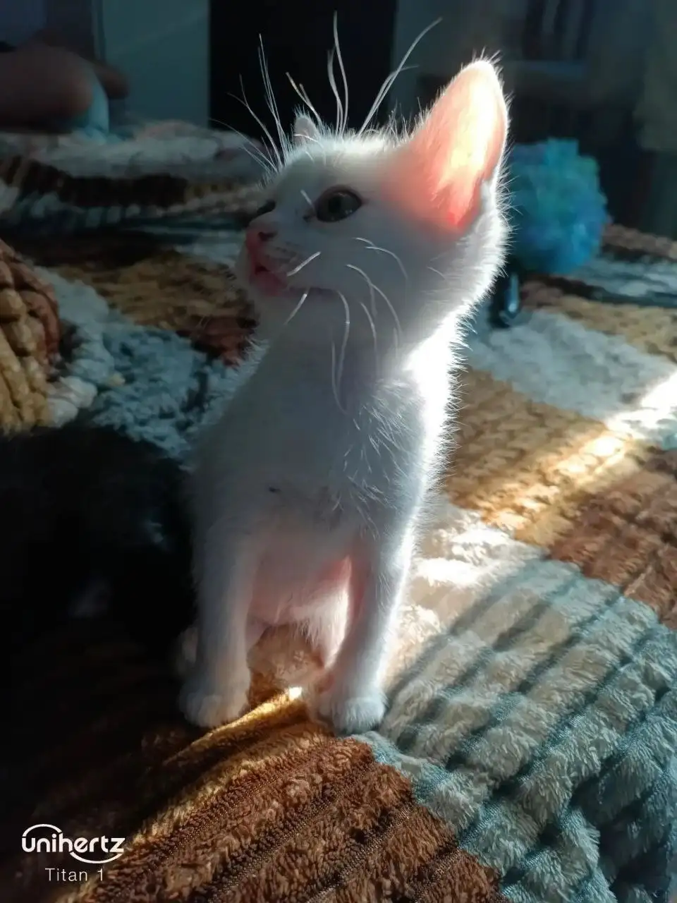 Отдам бесплатно котёнка от турецкой ангорки - Кошки (Животные) в Донецк