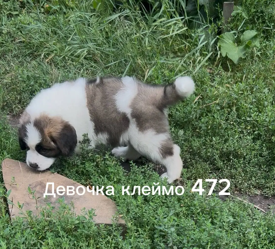 Продажа щенков Московской сторожевой - Собаки (Животные) в Волноваха