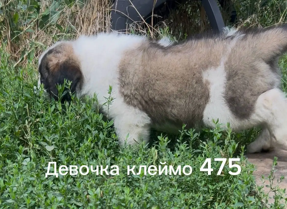 Продажа щенков Московской сторожевой - Собаки (Животные) в Волноваха
