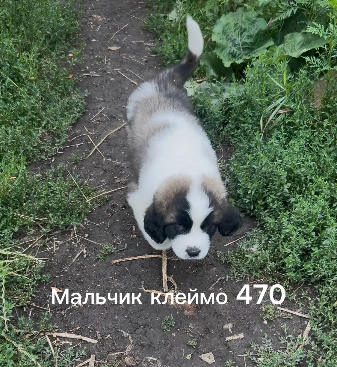 Продажа щенков Московской сторожевой - Собаки (Животные) в Волноваха
