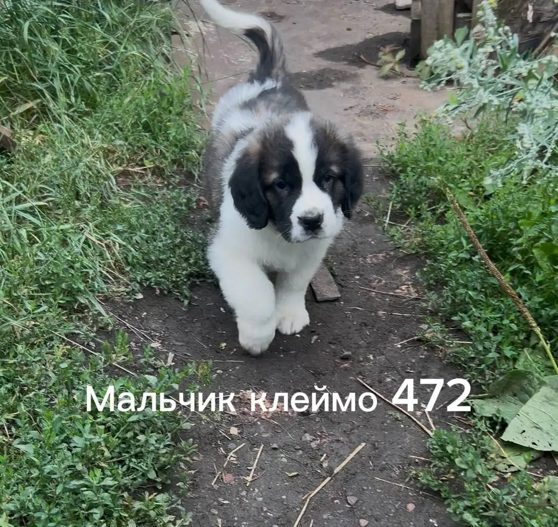 Продажа щенков Московской сторожевой - Собаки (Животные) в Волноваха