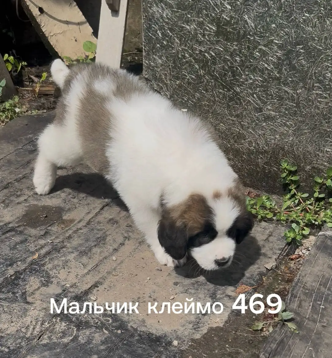 Продажа щенков Московской сторожевой - Собаки (Животные) в Волноваха