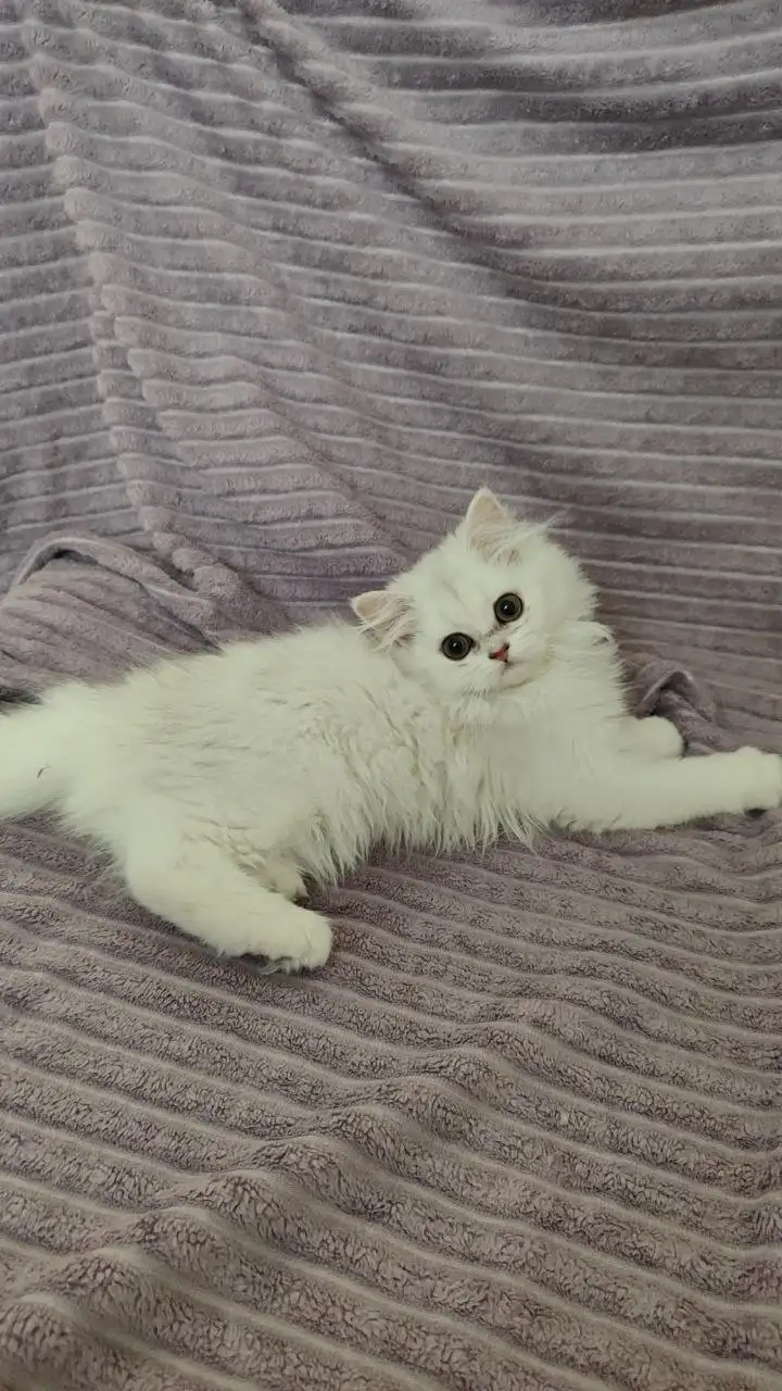 Продам котенка британца серебристая шиншилла - Кошки (Животные) в Волноваха