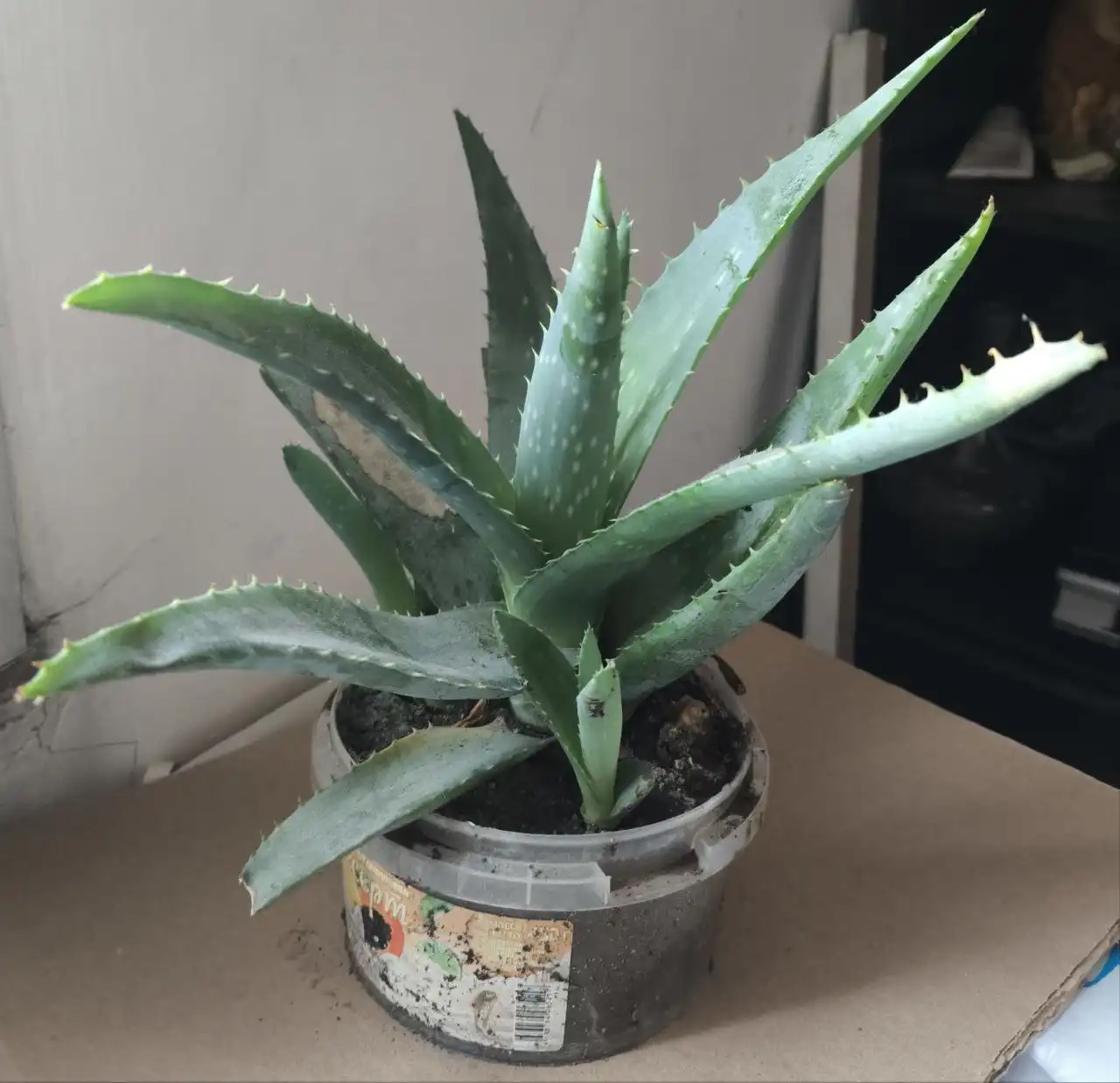 Продам алоэ