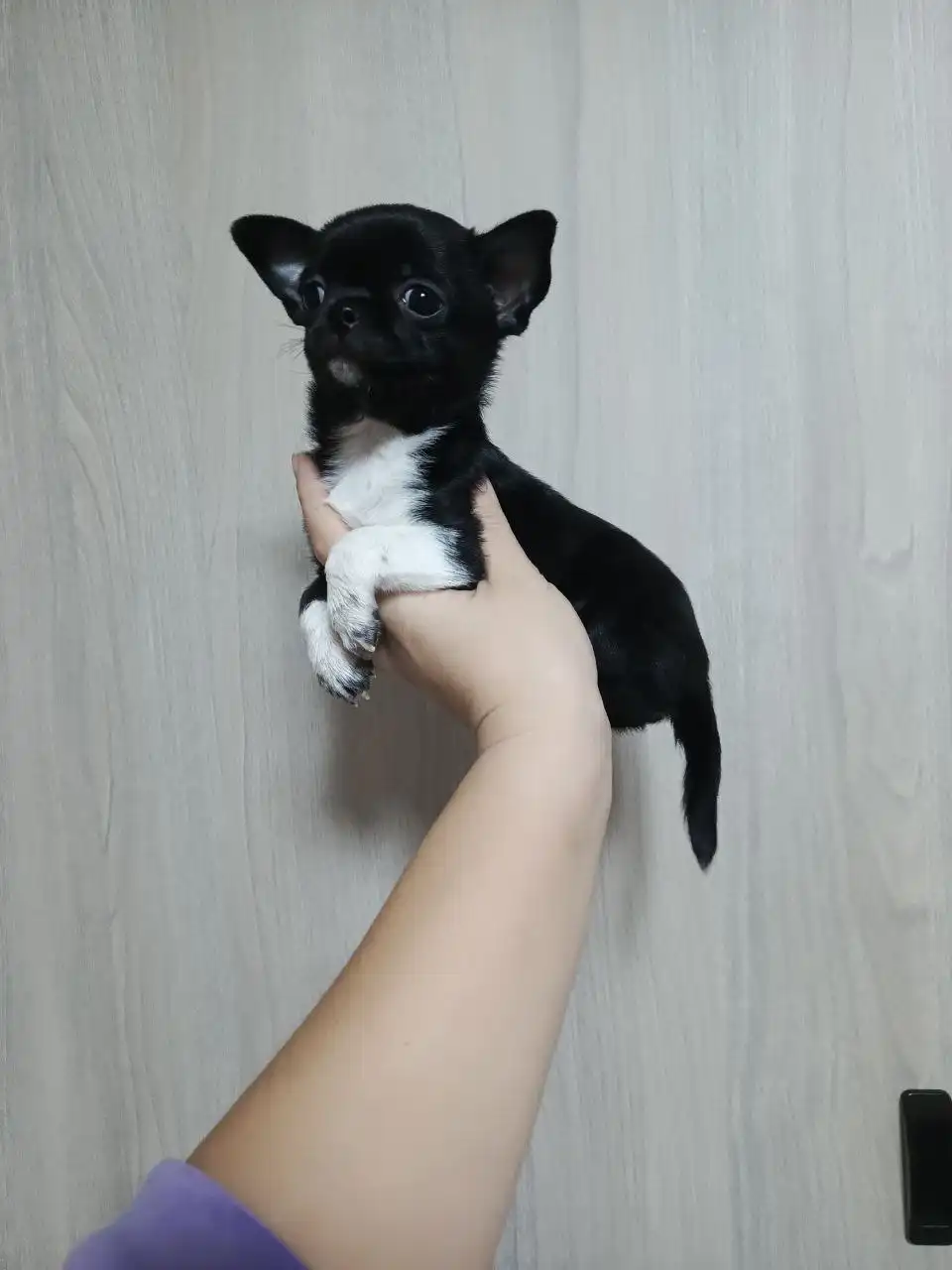 Продажа щенка чихуахуа кобби типа