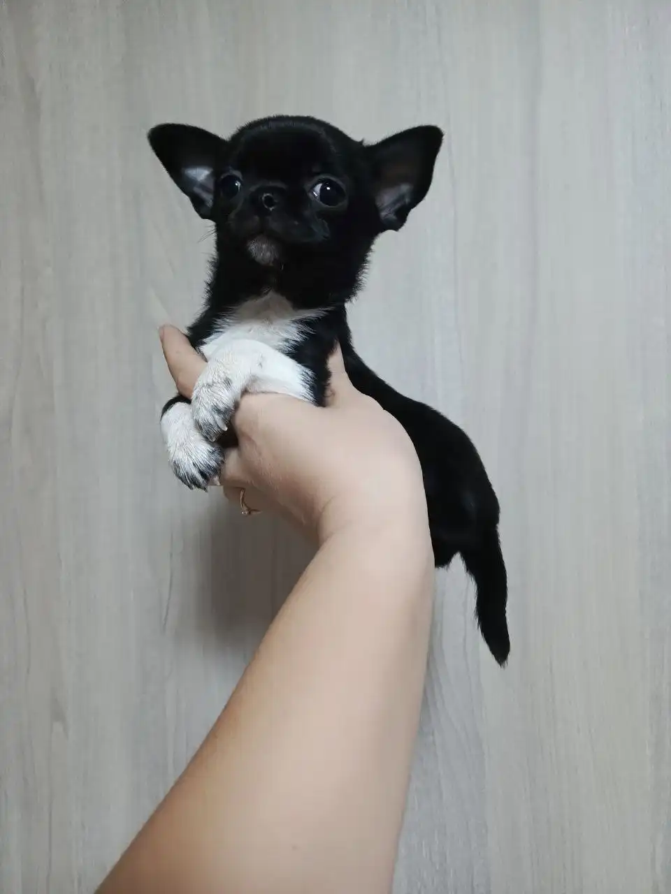 Продажа щенка чихуахуа кобби типа