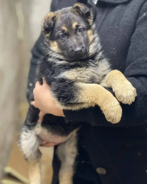 Продается немецкая овчарка чепрачного окраса - частное объявление в Донецк