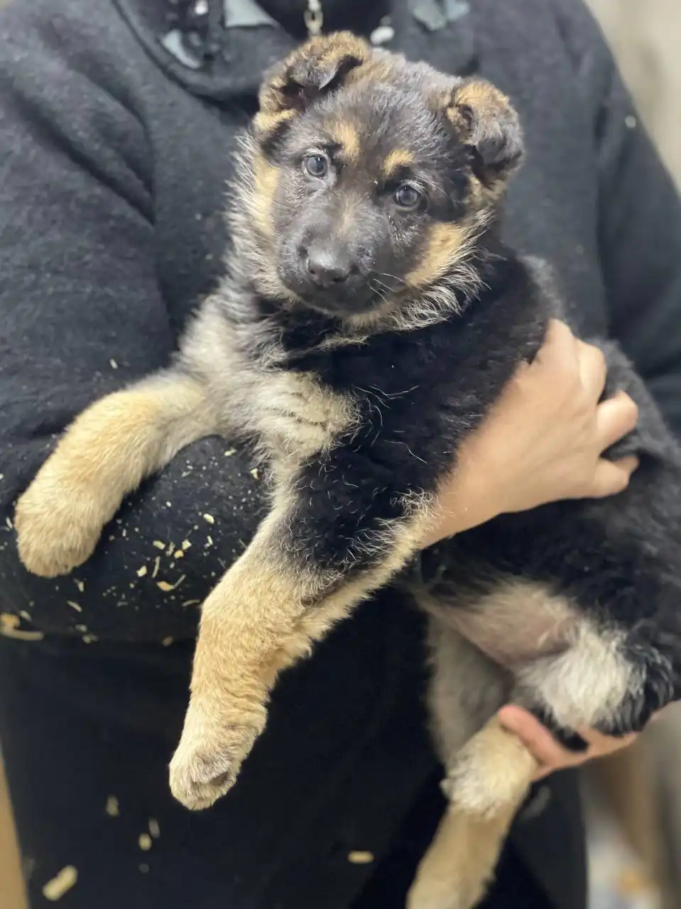 Продается немецкая овчарка чепрачного окраса