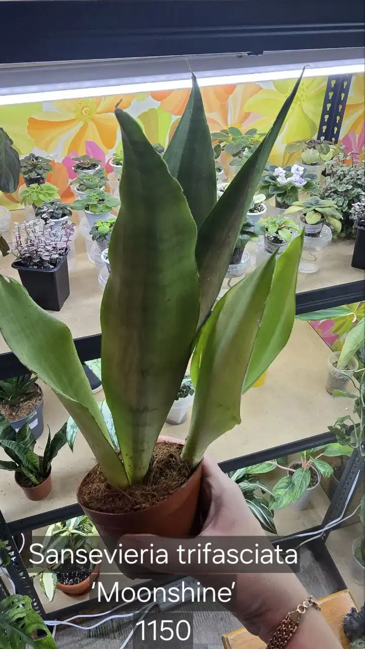 Продажа автомобиля в Донецке