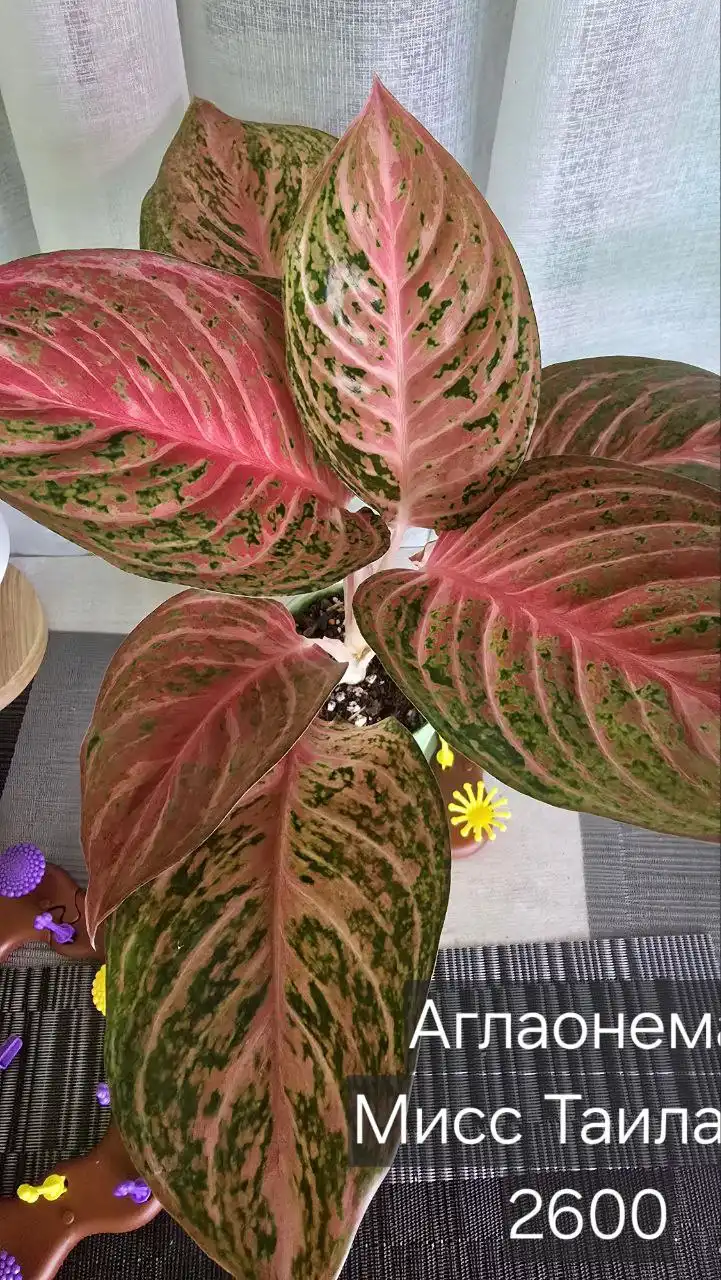 Продажа автомобиля в Донецке