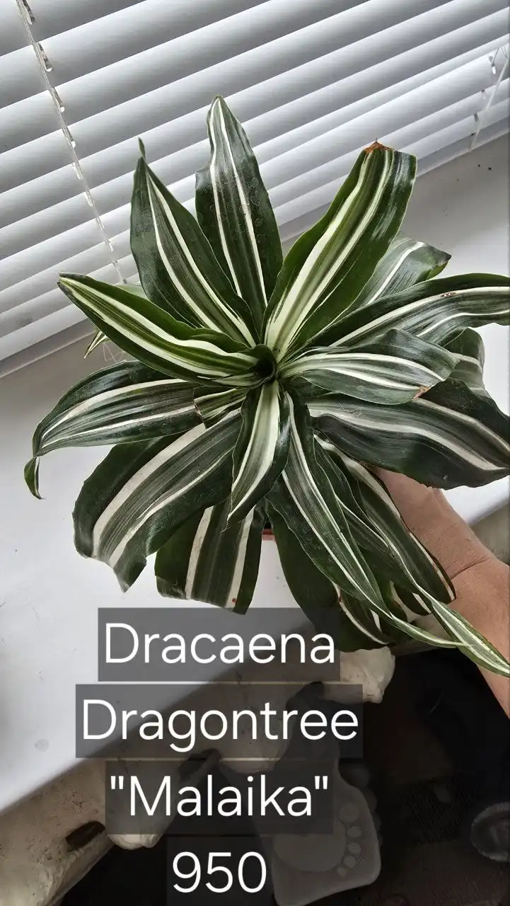 Продажа автомобиля в Донецке