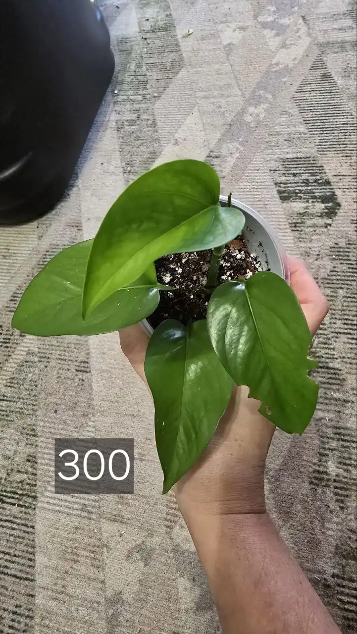 Продажа автомобиля в Донецке