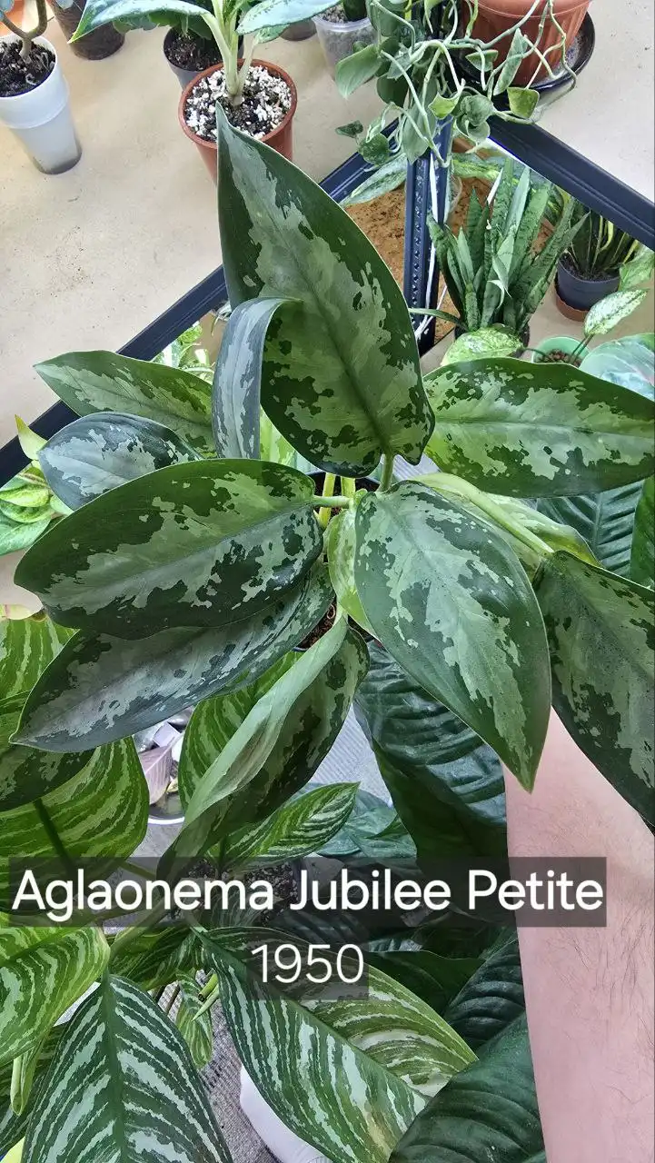 Продажа автомобиля в Донецке