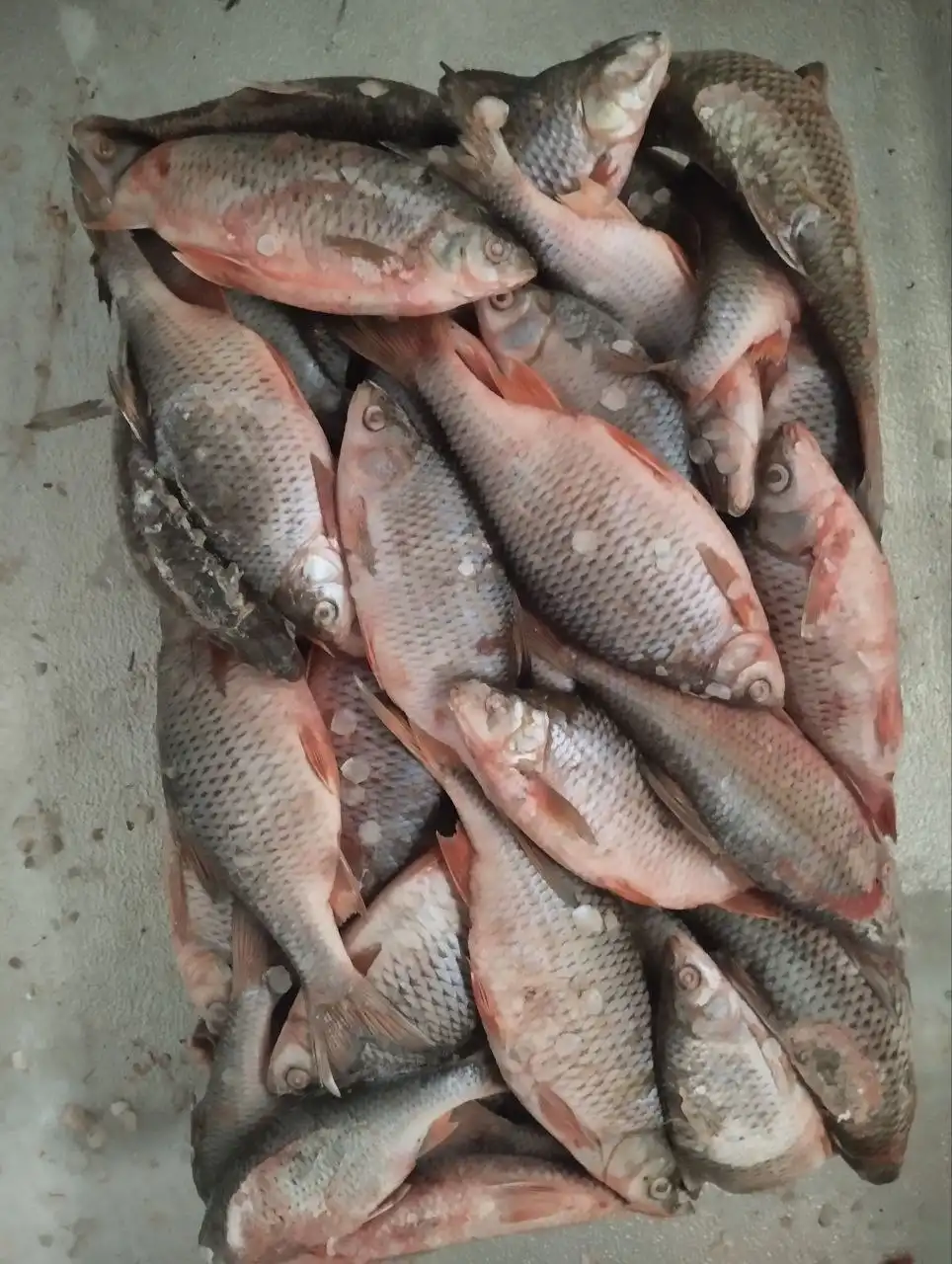 Продажа свежей и вяленой плотвы