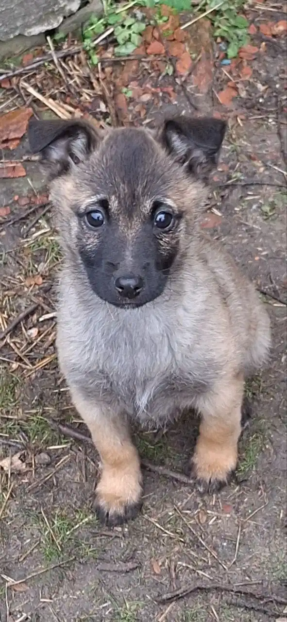 Щенок девочка для дома