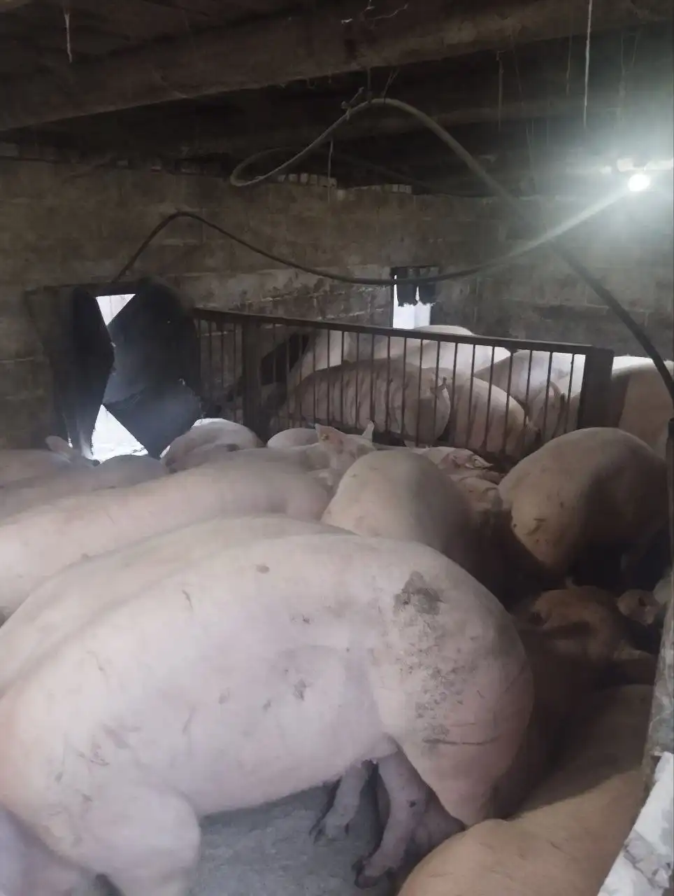 Продажа свиней живым весом