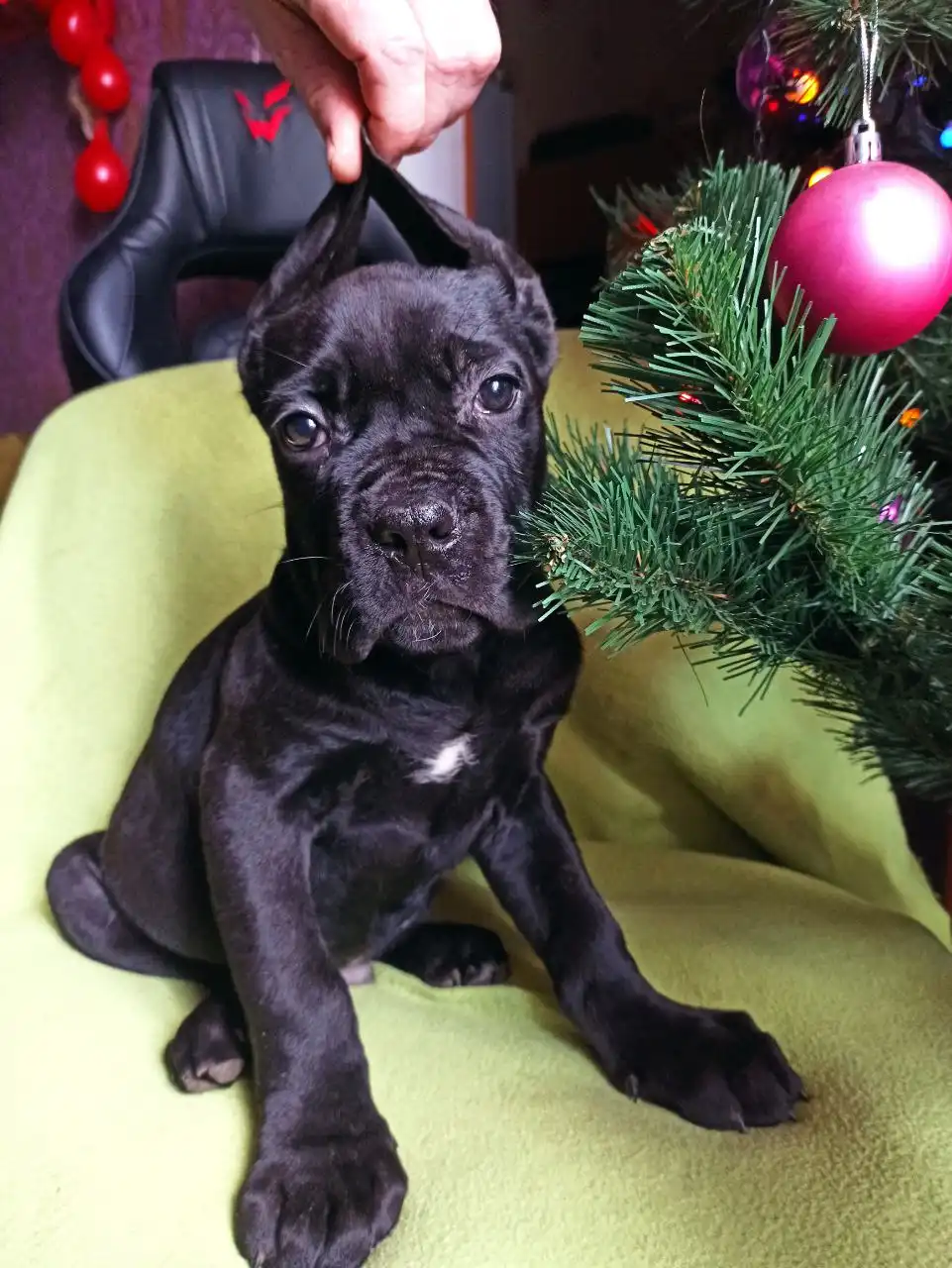 Продажа щенков кане корсо в ДНР