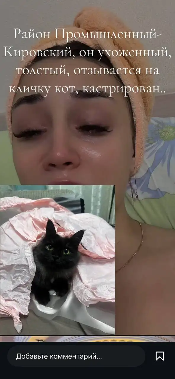 Помогите найти кота - Животные в Самара