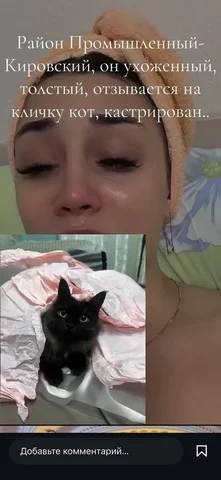 Помогите найти кота - Животные в Самара