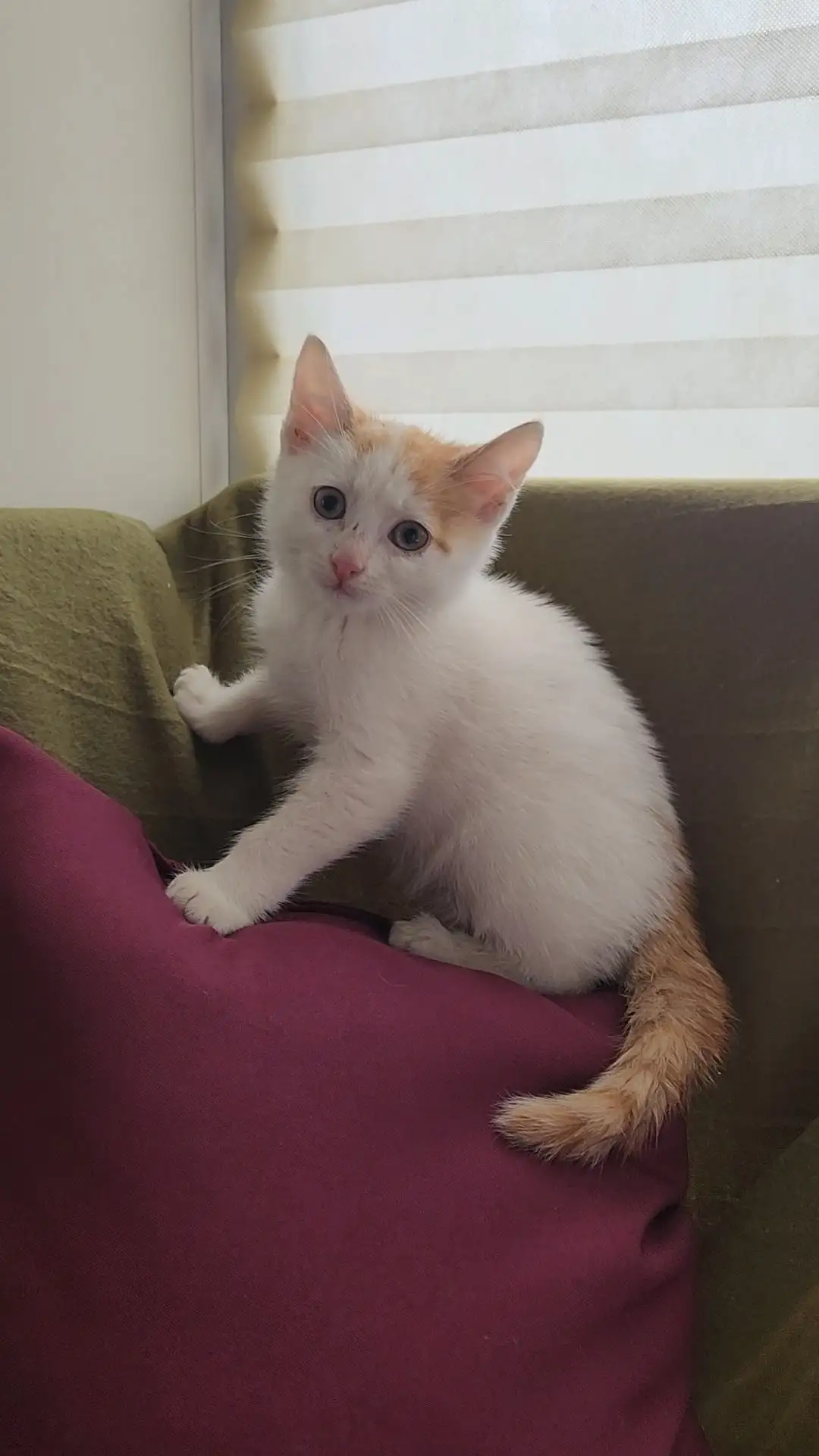 Ищет дом котенок Лютик - Кошки (Животные) в Самара