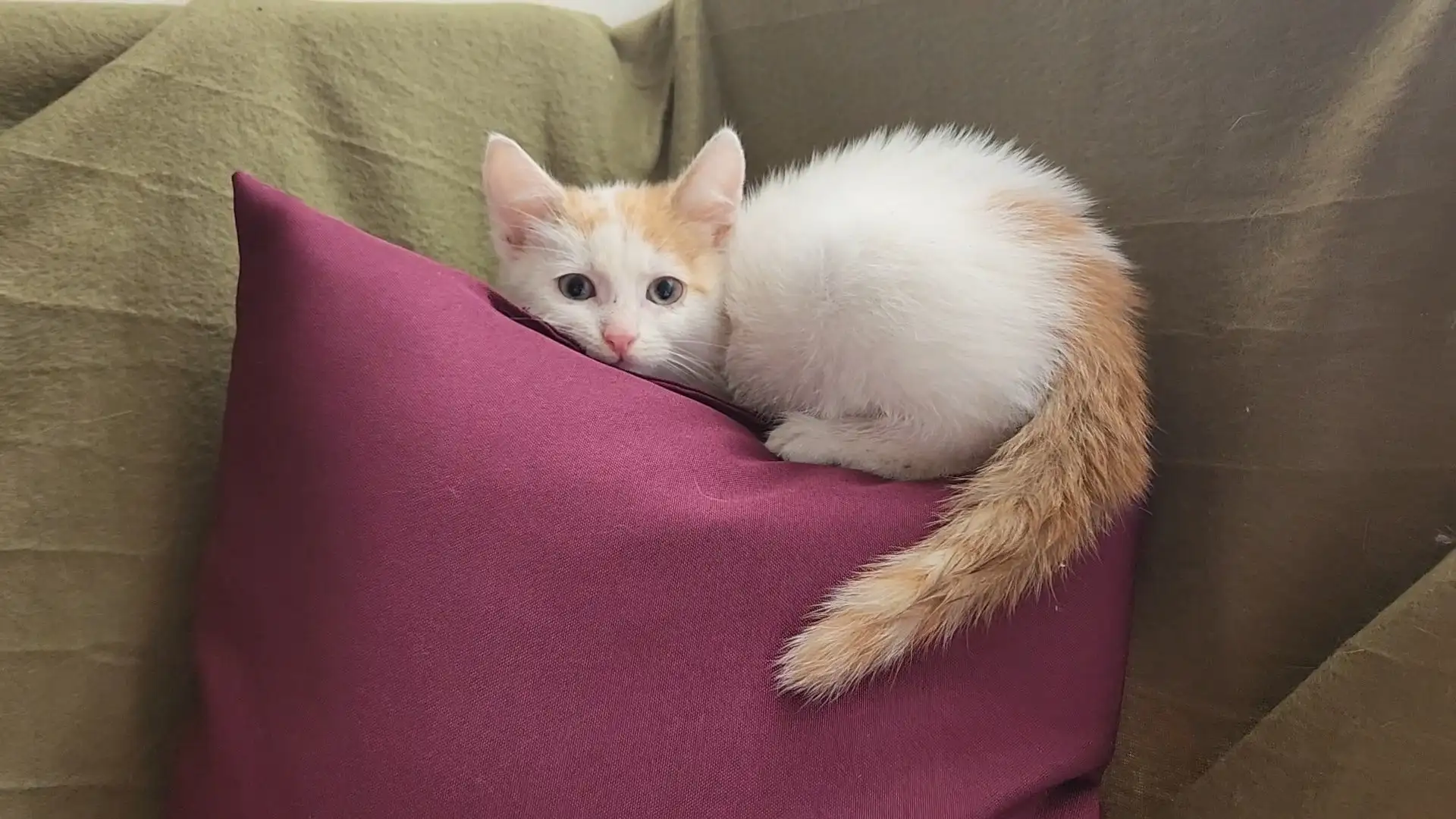Ищет дом котенок Лютик - Кошки (Животные) в Самара
