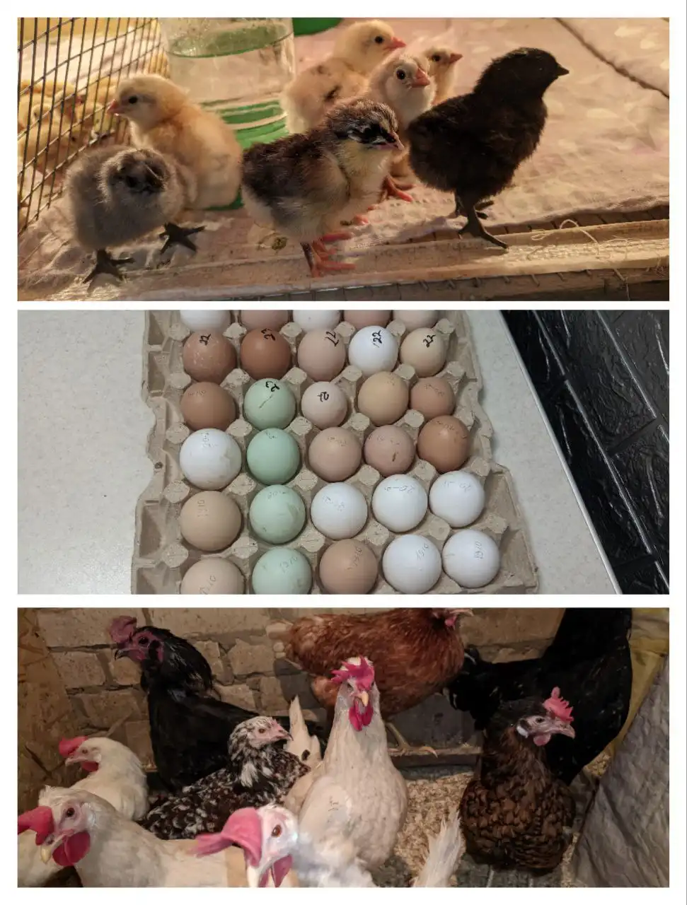 Продажа инкубационного яйца перепелов и кур