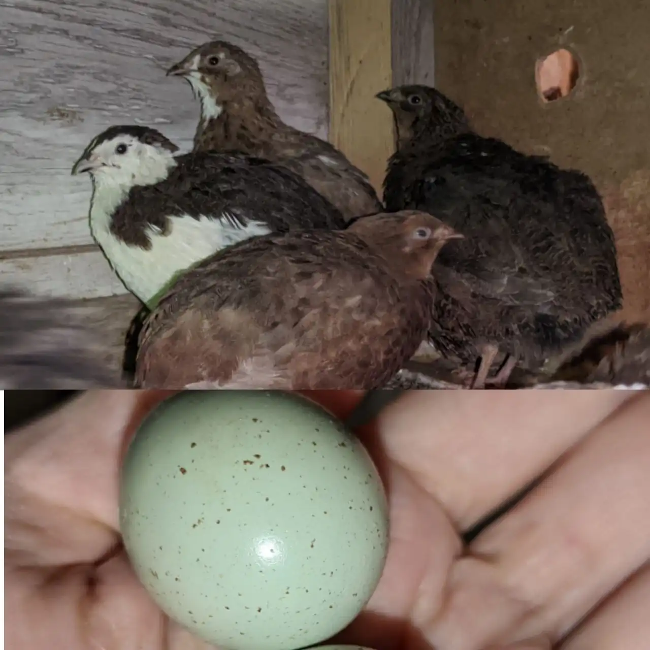 Продажа инкубационного яйца перепелов и кур