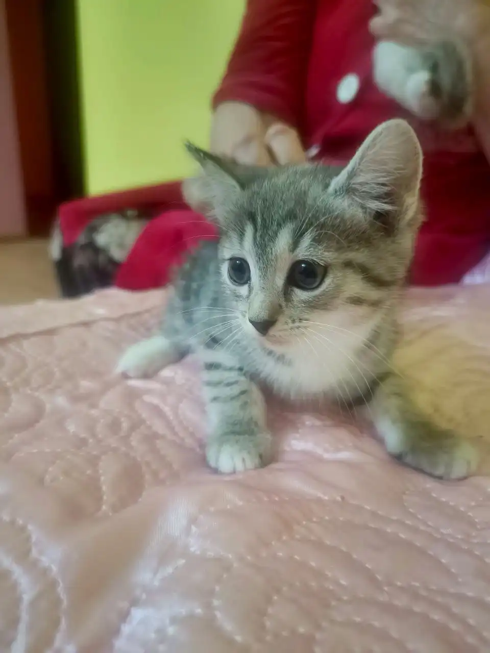 Ищем дом для котёнка (девочка)