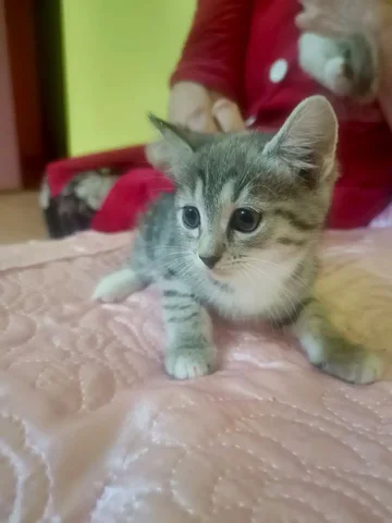 Ищем дом для котёнка (девочка) - Животные в Самара